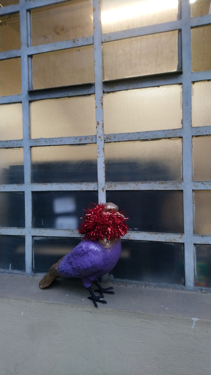 Piccione nel cortile1.JPG